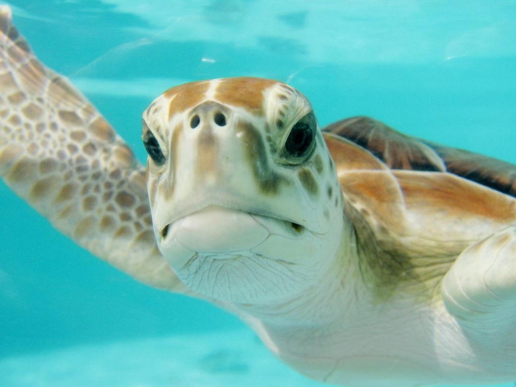 a green sea turtle enjoying a swim. Photo c. Geraldine Dukes for pixabay.