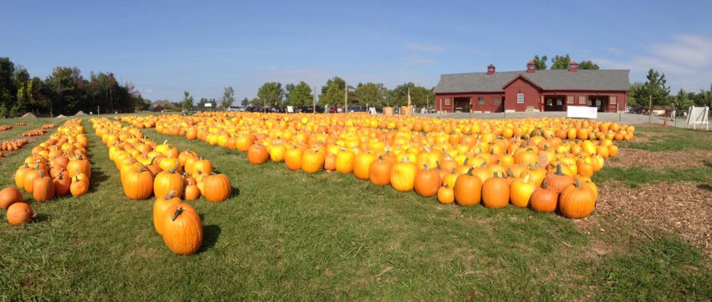 Pumpkin patch as the Tougas Family Farm. Photo c. Metrowest Boston Visitors Bureau.