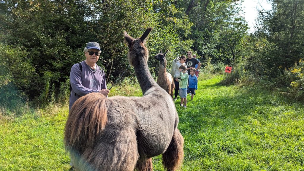 Guest with Finnegan, one of the llamas who enjoy the breakfast walk at the Mountain View Grand spa resort in the White Mountains of New Hampshire.