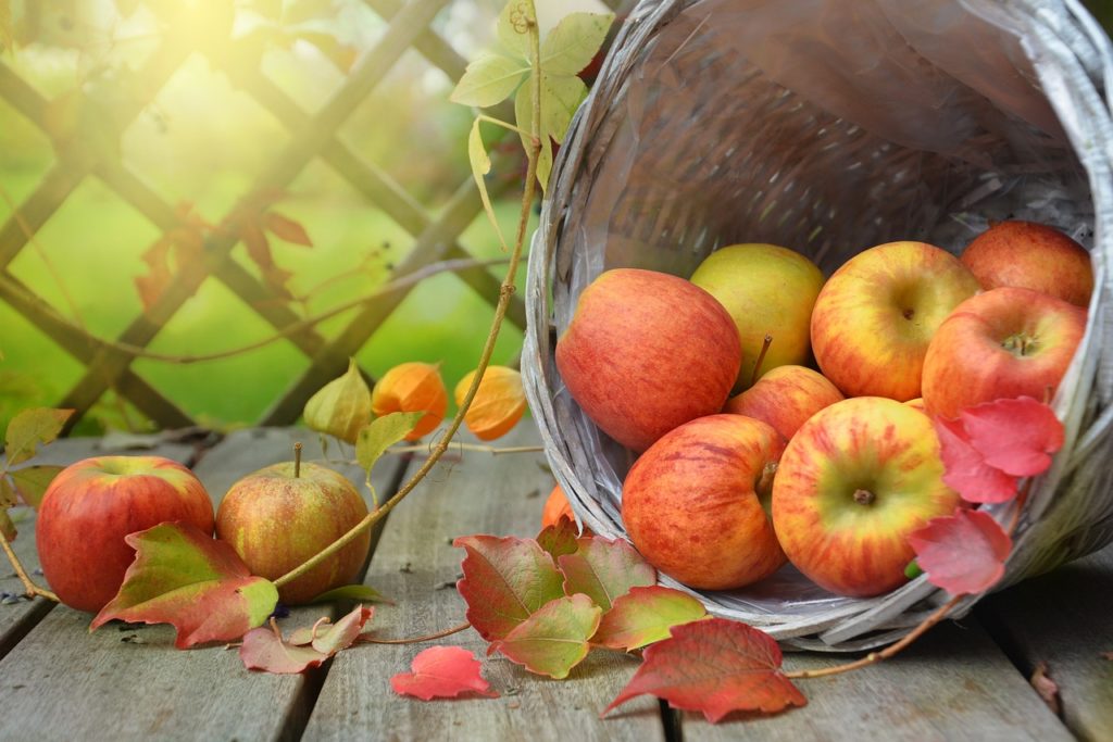 Tipped over basket with apples falling out.