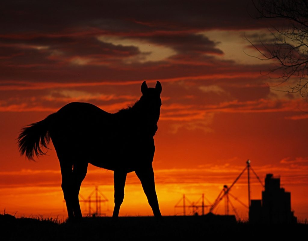 Horse on a farm at sunset in Oklahoma.