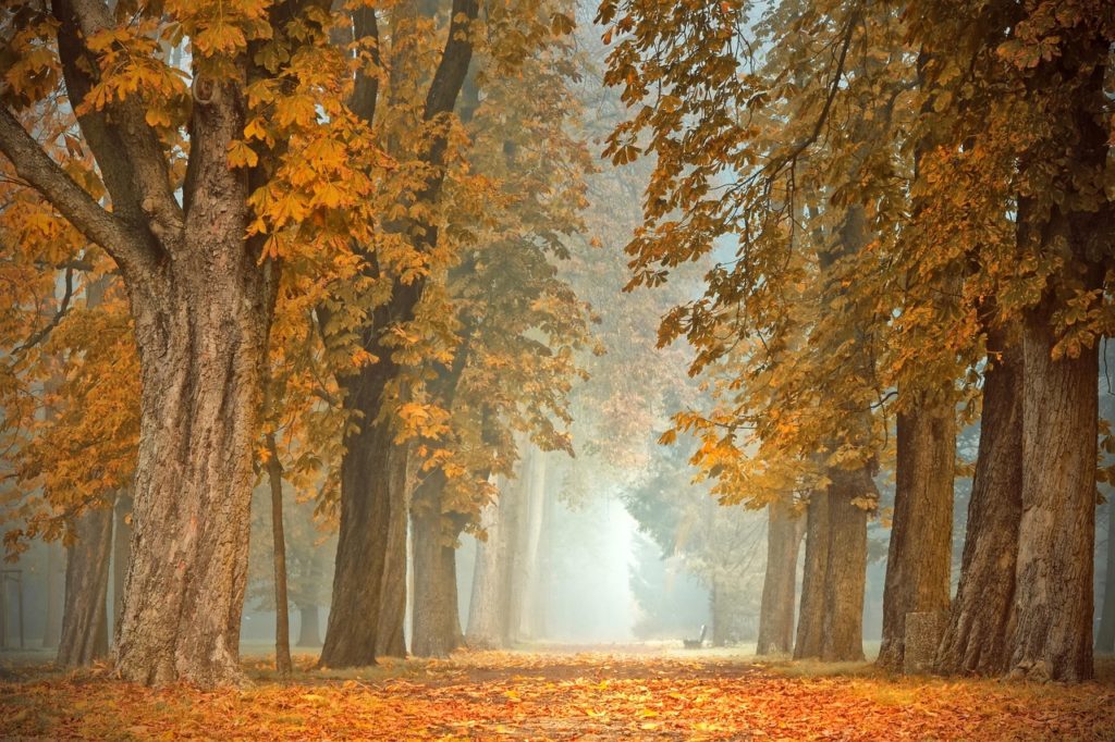 Gold and orange fallen leaves line a path between the trees in this fall foliage scene.