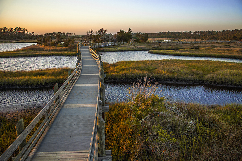 Havelock Trail through the Croatan National Forest in North Carolina.