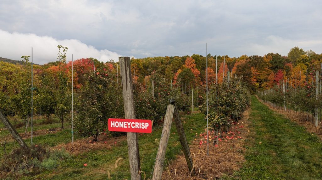 Well organized, U-Pick farms label their apple trees carefully!