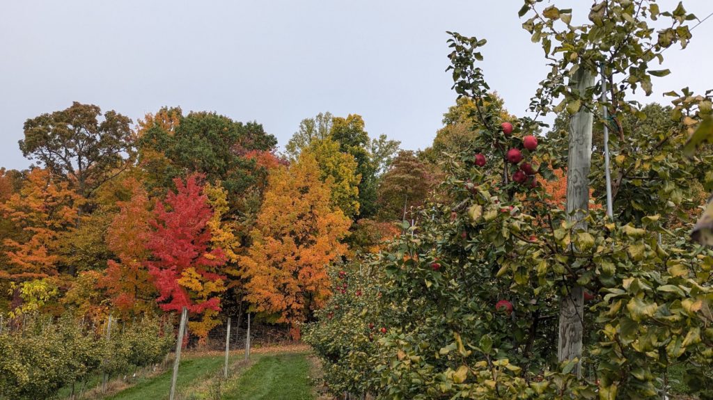 Beautiful fall foliage and rows of Fuji apples at Prospect Hill Orchards Hilltop Farm.