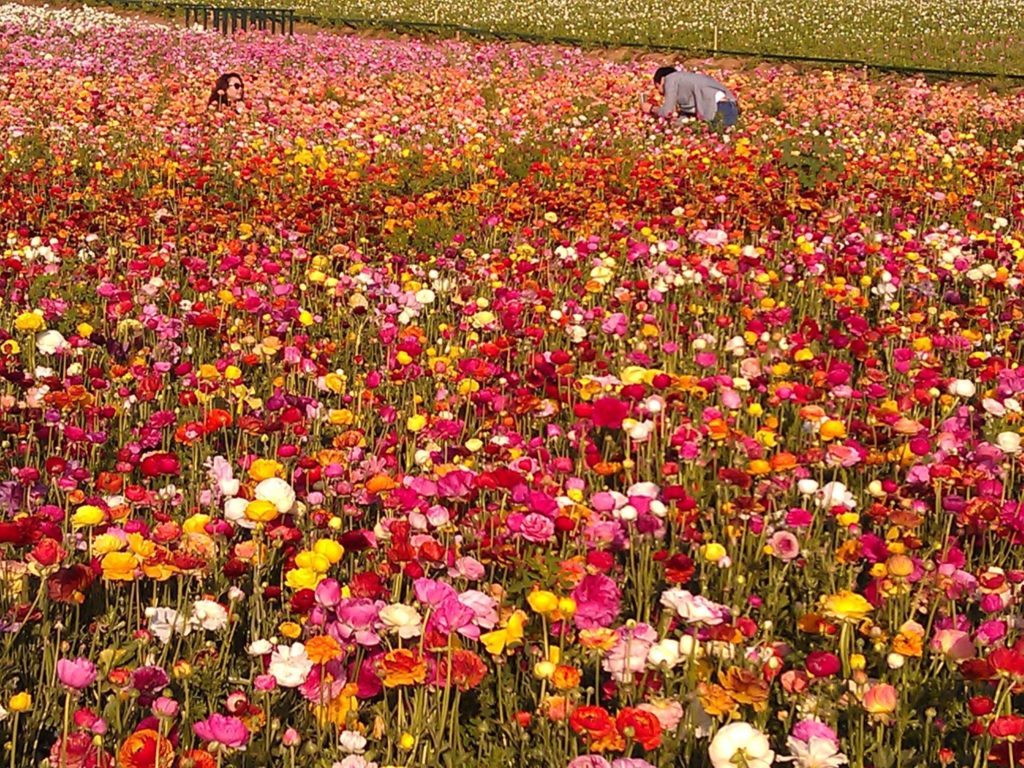 Blooming ranunculus at the Carlsbad Flower Fields, a local farm that sells the bulbs after they bloom.