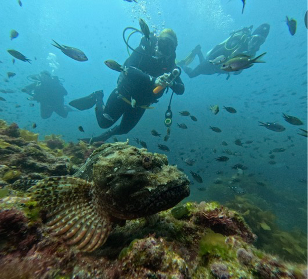 Our teens discover this fellow in the foreground blends right in to the ocean floor at Pahia, New Zealand. Photo c. Ashley Spencer