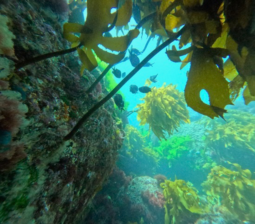 An underwater view while exploring the Rainbow Warrior shipwreck -- a Greenpeace ship manned by environmental activists sunk in 1985. Photo c. Ashley Spencer.