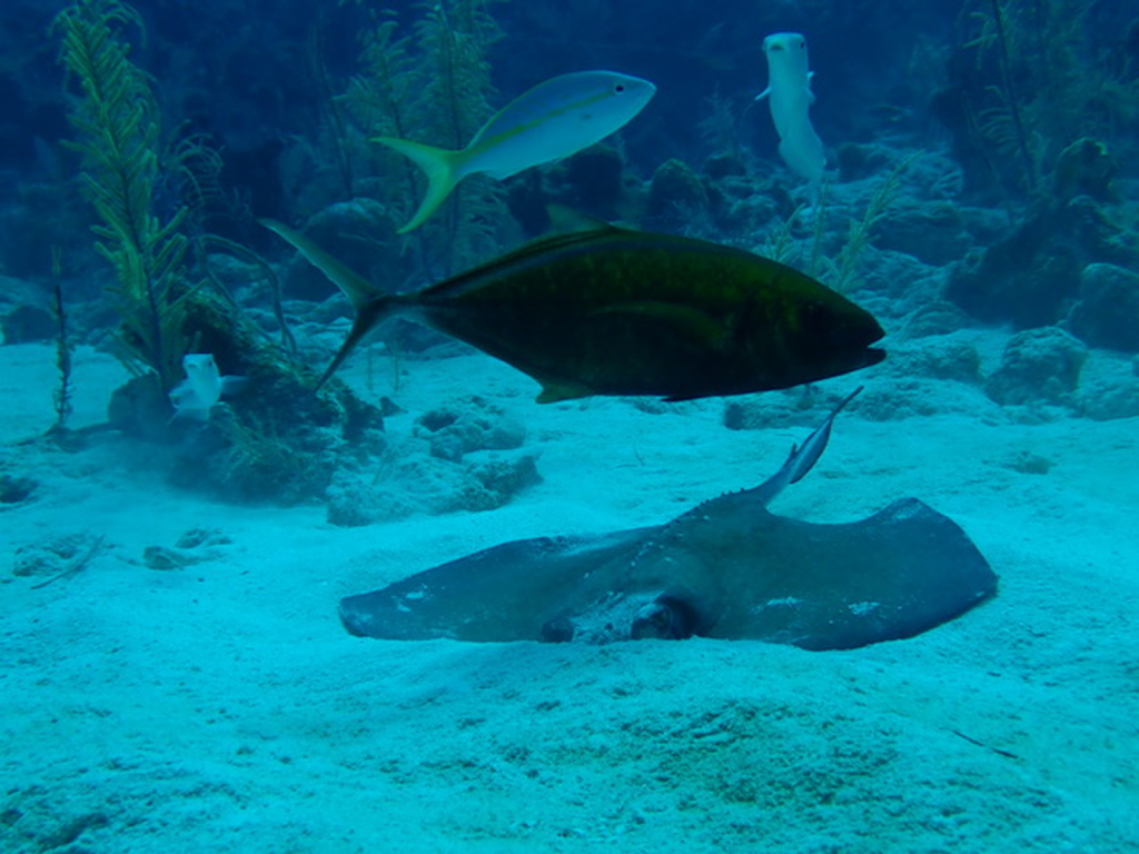 The undersea world is so magical. Watch fish swim by as a ray hangs out in the sand off Grand Cayman Island. Photo c. Ashley Spencer.