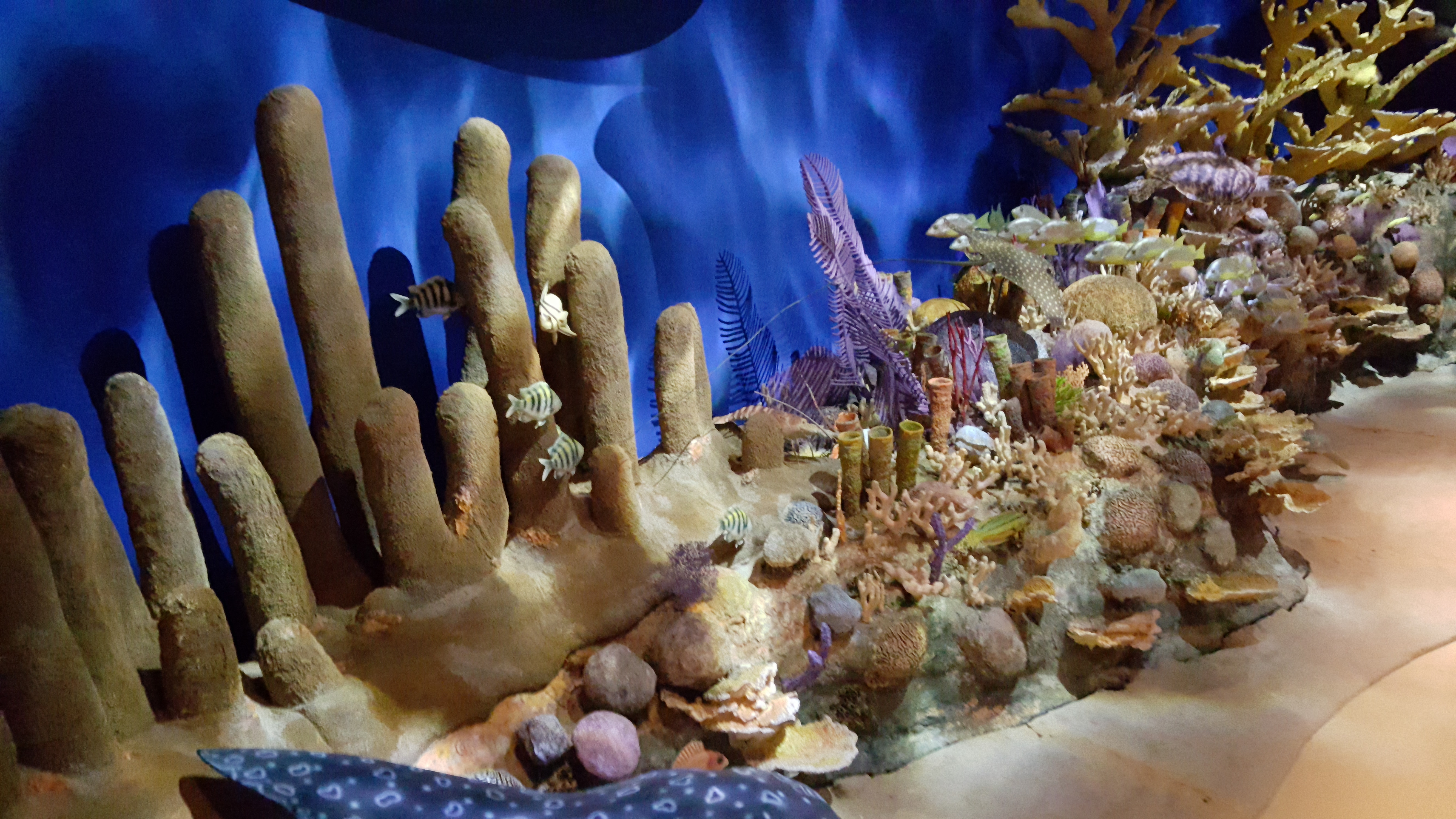 Coral reefs  Natural History Museum