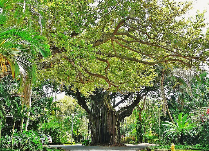 Step Back in Time to Old Florida at Coconut Grove