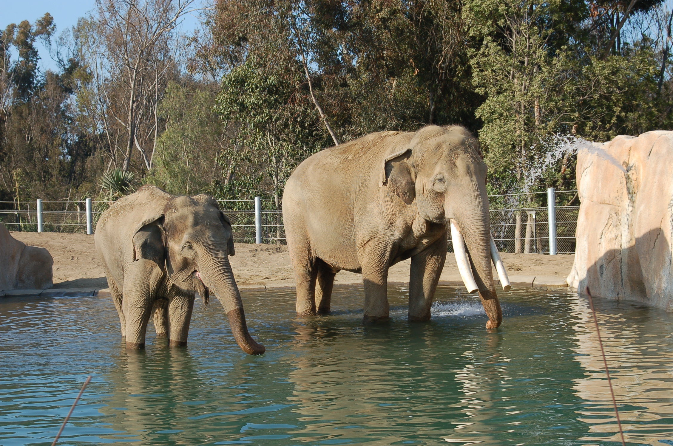 San Diego Zoo Elephants