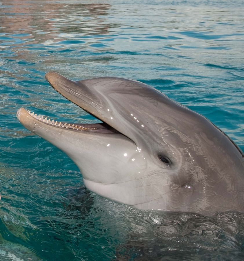 Дельфины живут лет. Дельфин-Афалина. Афалина Дельфин индийский. Окрас дельфина. Гладкий Дельфин.