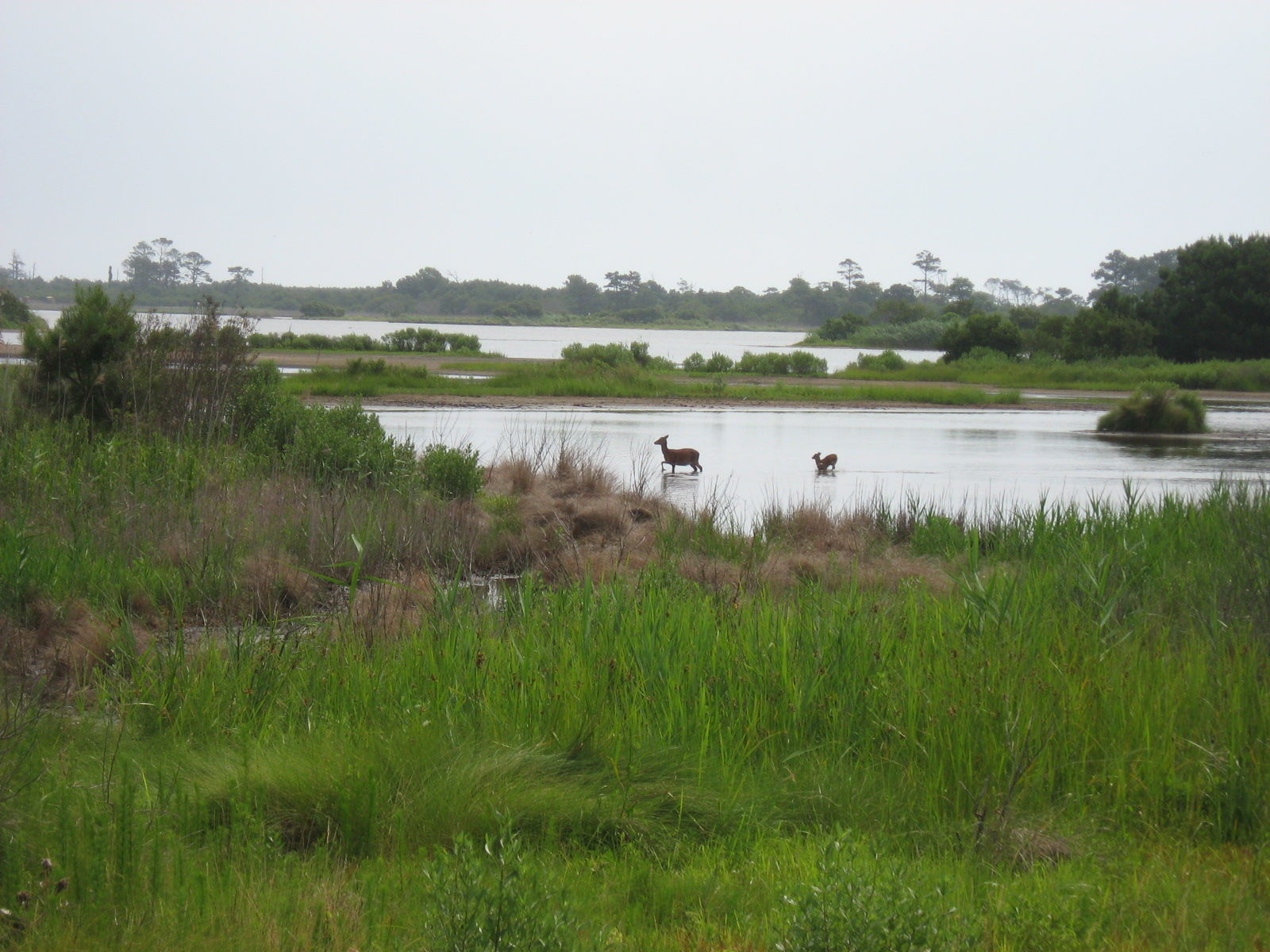 Four Reasons to Visit Chincoteague Island on July Fourth - My Family ...