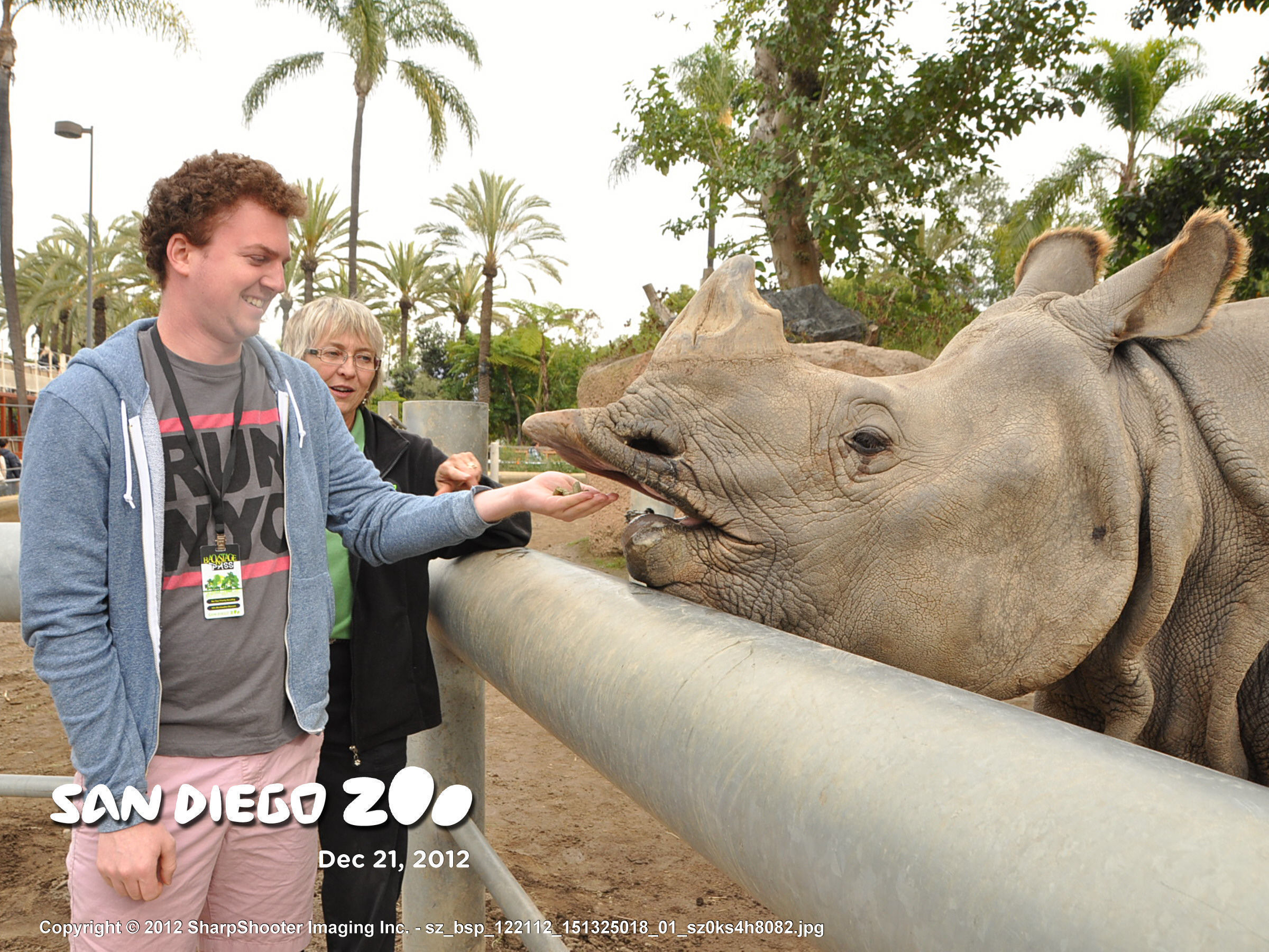 Feeding a rhinoceros during a San Diego Zoo Animal Interactions program.