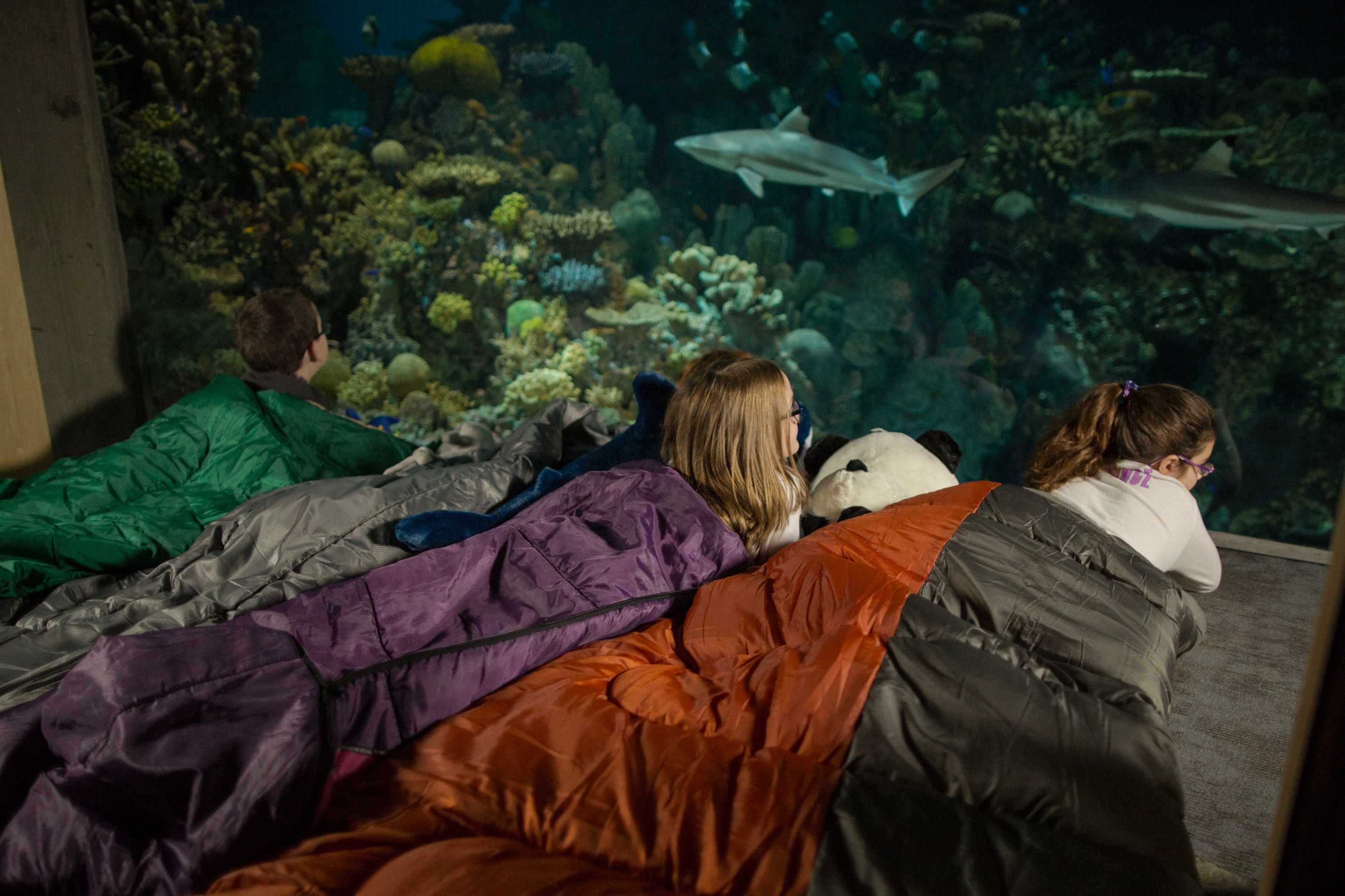 Spending the Night at a Zoo or Aquarium - Immersion Tour Shark Sleepover C National Aquarium