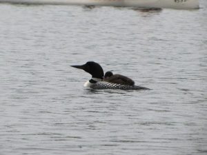 A Loon on the Lake