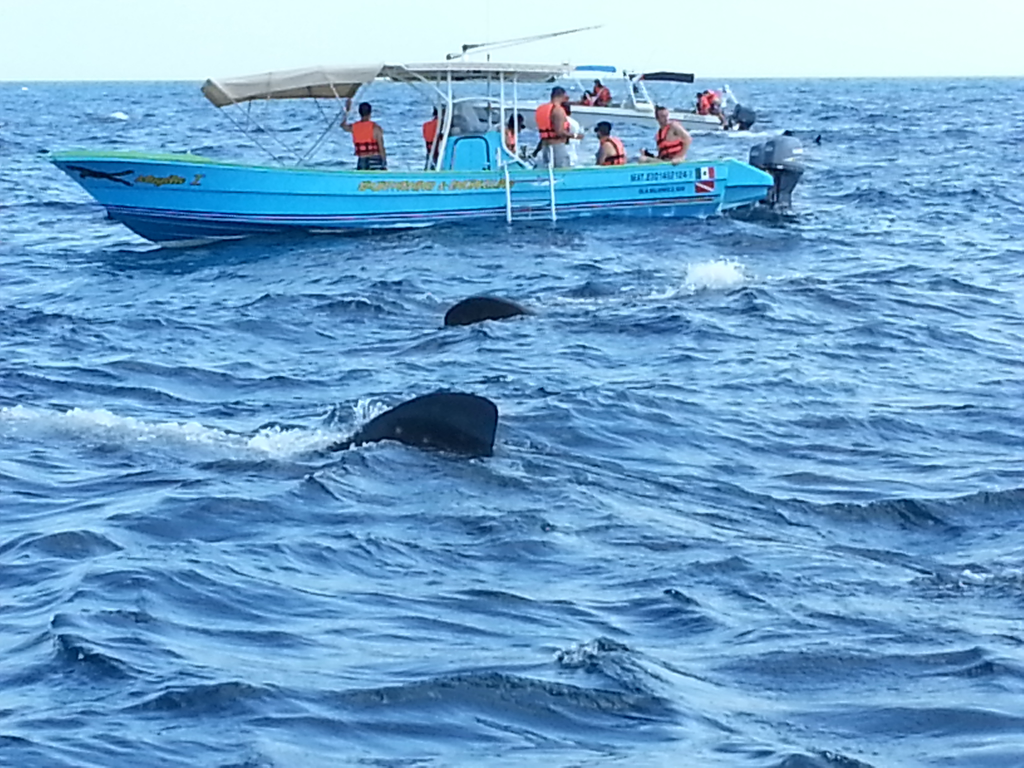 Whale sharks swimming off Cancun.