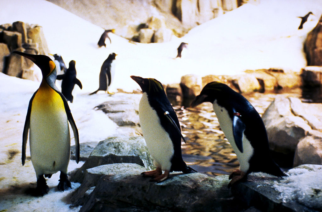 Penguins at the Montreal Biodome