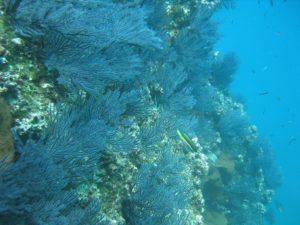 Cabo San Lucas Coral Reefs
