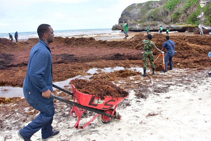 Barbados beach seaweed cleanup