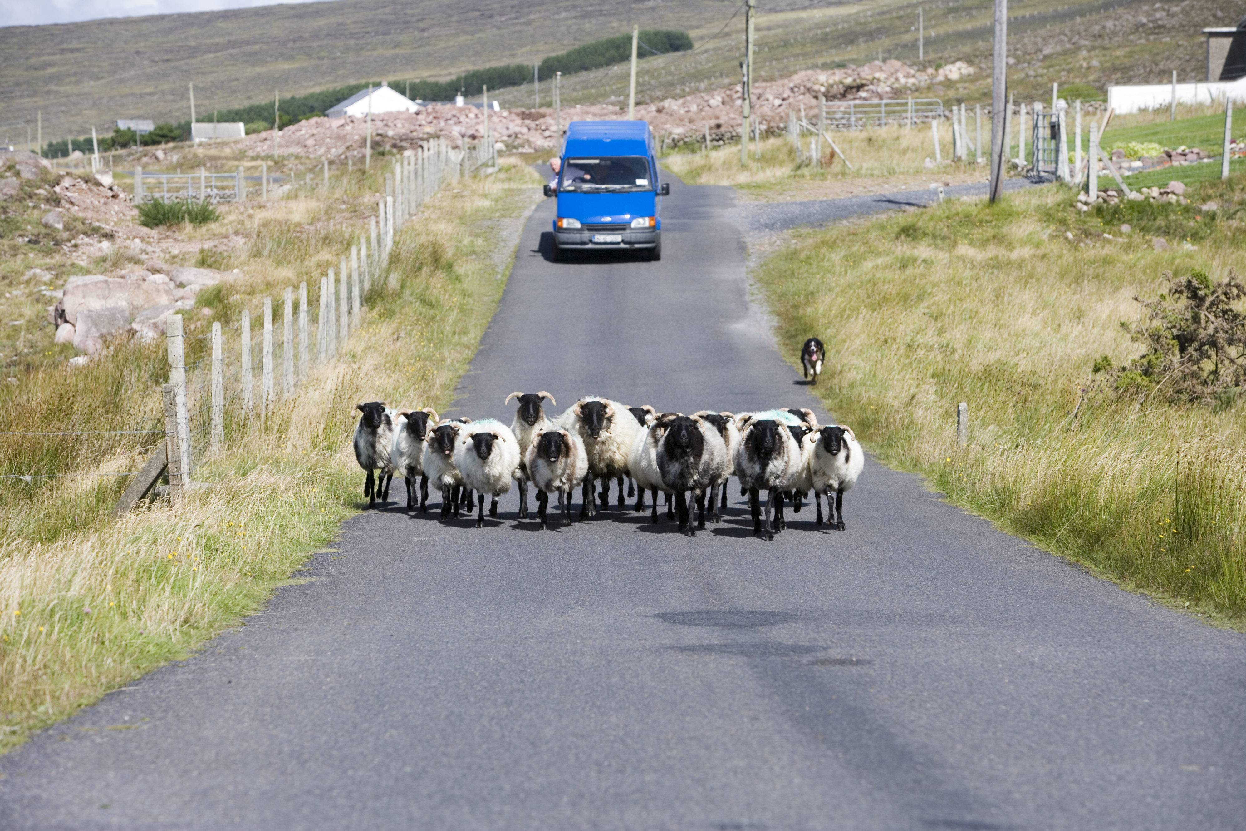 Sheep block the road along the Curraun Peninsula