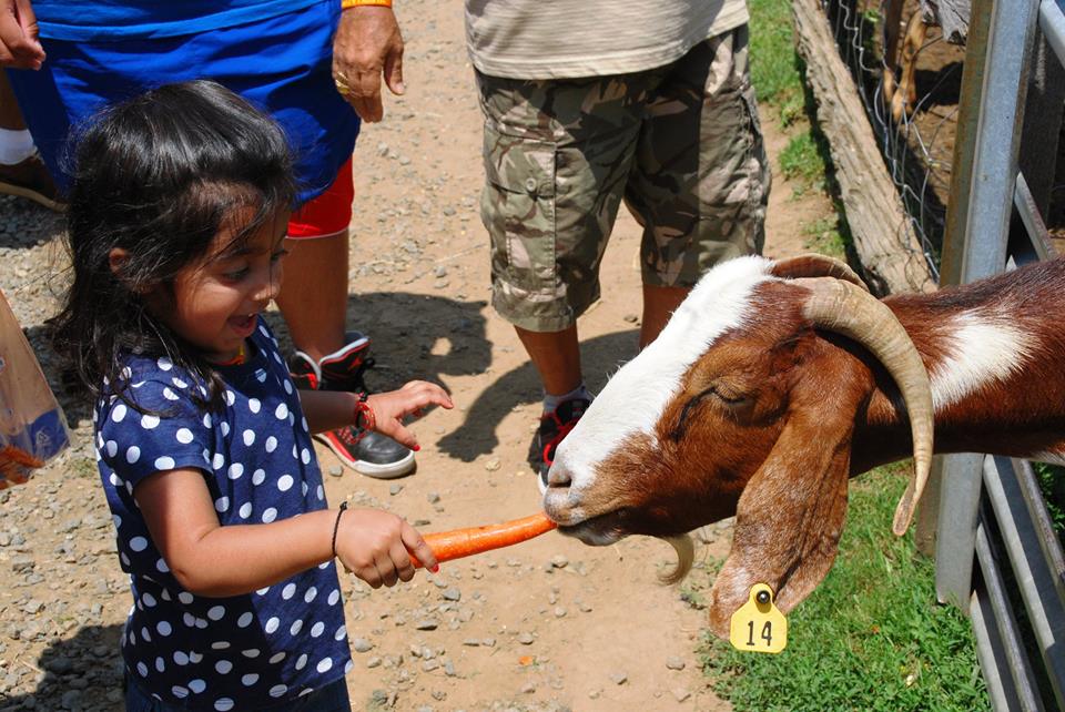 Meeting farm animals is part of the experience at Alstede Farms in New Jersey