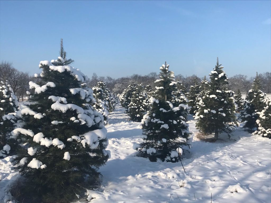 field of Christmas trees