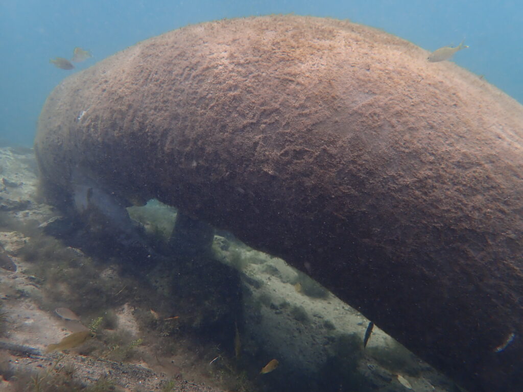 Manatees sleeping under Crystal River sometimes look like algae-covered rocks.