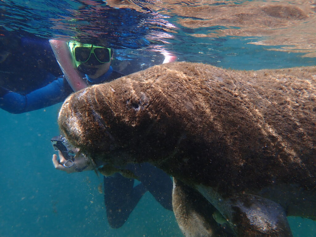Closeup of manatee and snorkeler.