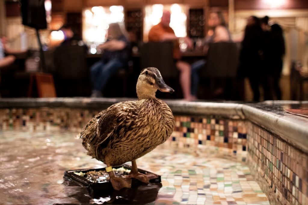 Ducks at the Peabody Hotel lobby fountain.