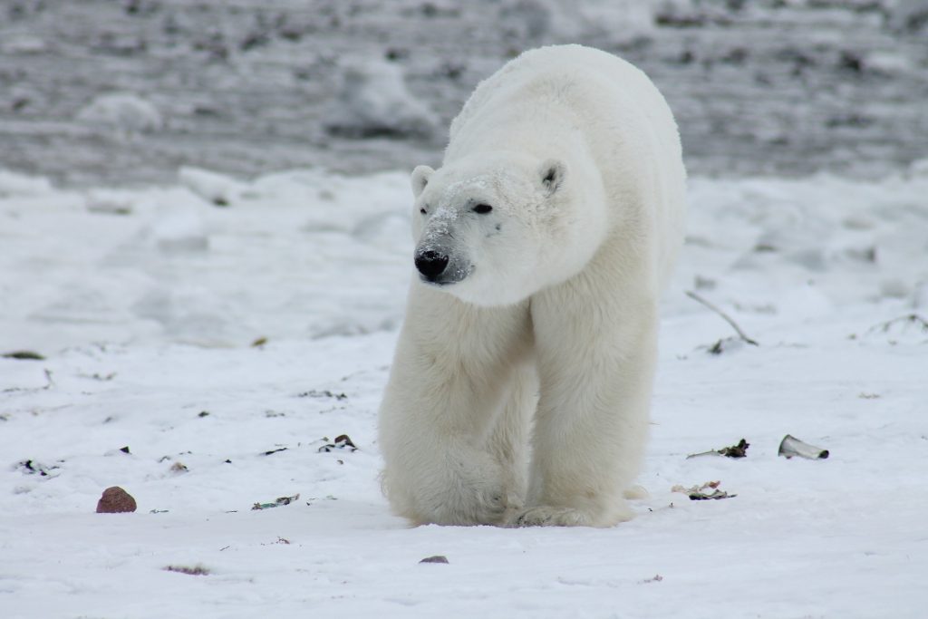 Polar bear in the wild