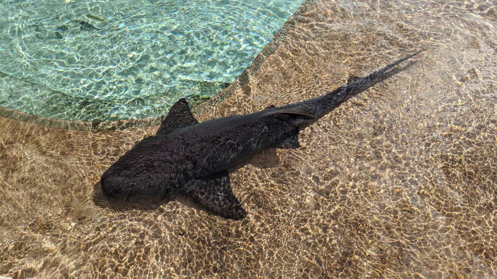Nurse shark at The Sanctuary for marine animals