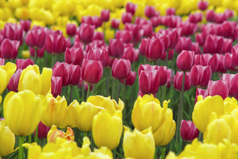 Purple and yellow tulips close up