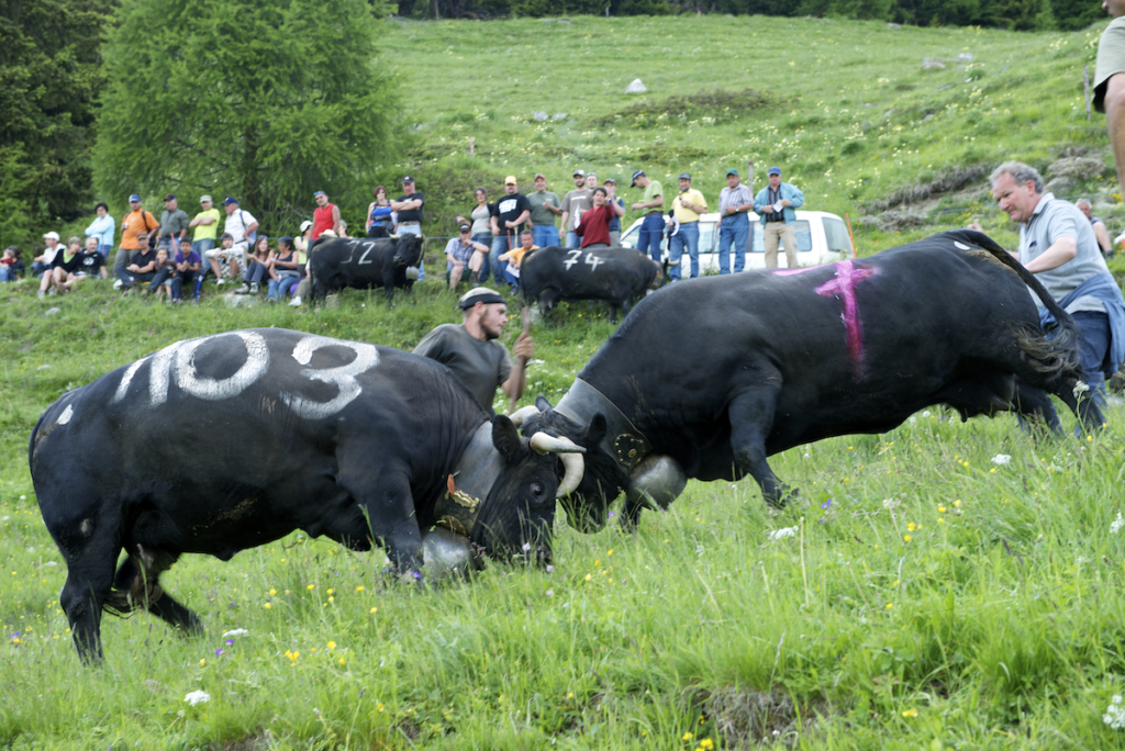 Cows fighting for herd dominance in Valais. Photo by Francois Perraudin.