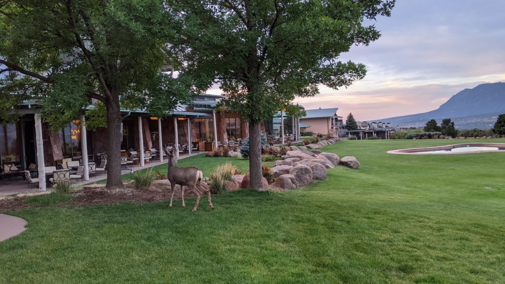 Garden of the Gods Resort hotel rooms with view of deer and mountains