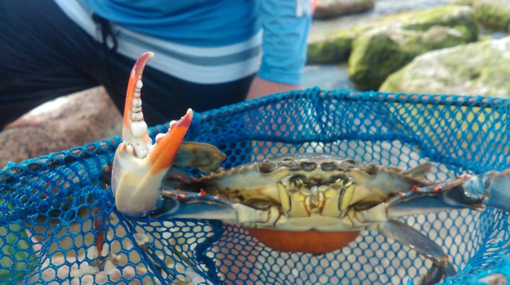 Catching crabs in Mustang Island State Park, Texas