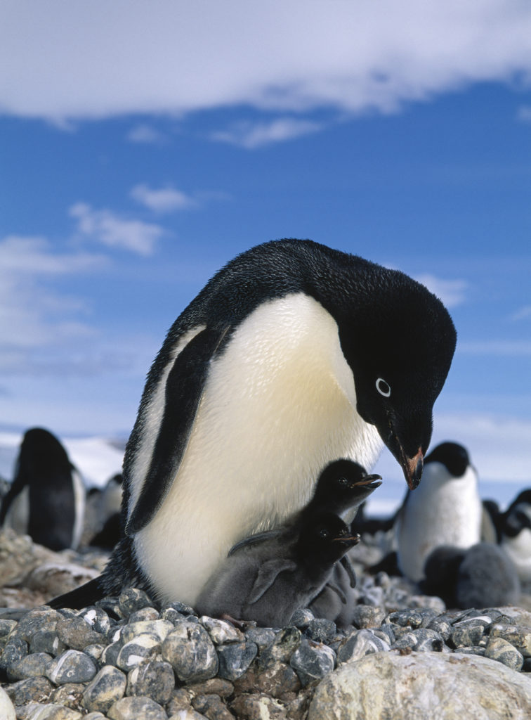 Adelie Penguin nursing her baby penguin chicks on Antarctica.