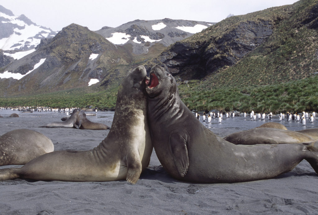 Two Elephant seals playing among a rookery of seals on South Georgia Island.