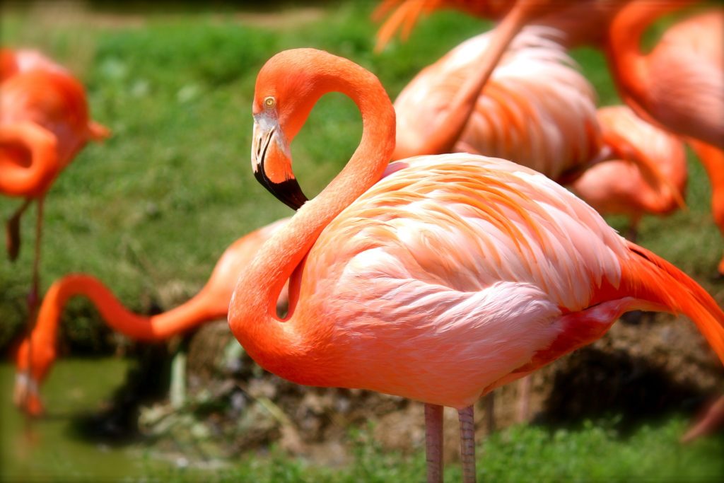 Bright pink flamingos on a lawn