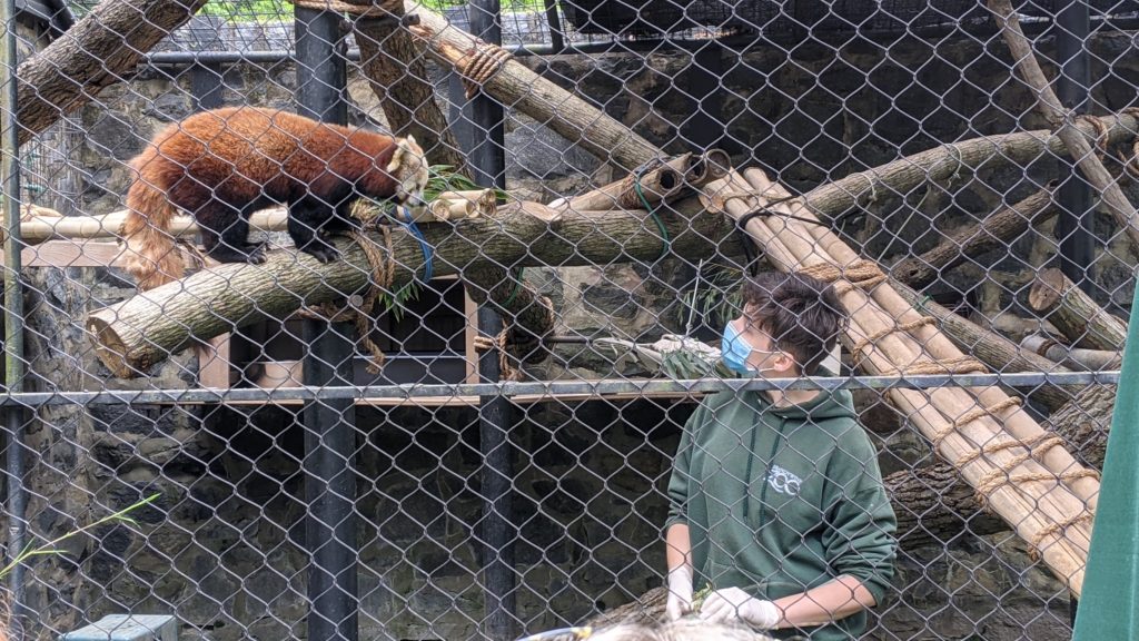 Zookeeper and red panda watch each other in a cage at the Brandywine Zoo.