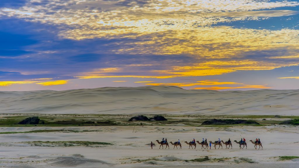 Camel caravan in Egypt at dusk.