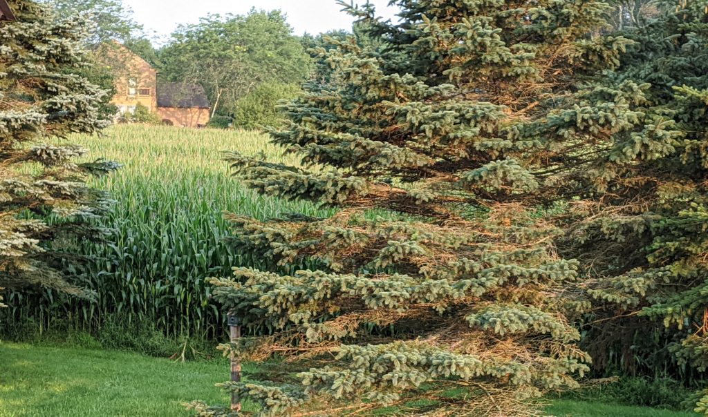 Egremont countryside with corn field and barn in background.