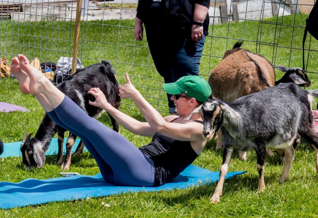 Goat yoga on the lawn at Hancock Shaker Village in Massachusetts