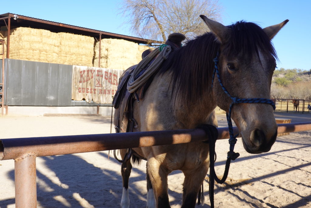 Horse waits for his rider at the Kay El Bar guest ranch in Wickenburg, Arizona.
