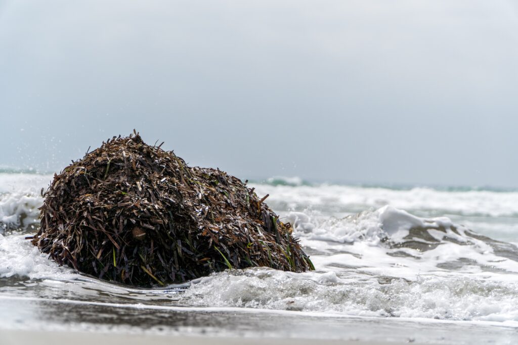 Seaweed clings to a rock offshore. Photo c. steven8590 for pixabay.
