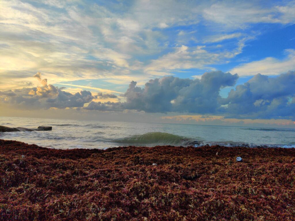 A beach full of drying sargassum seaweed. Photo by yuvalbirger1 for pixabay.
