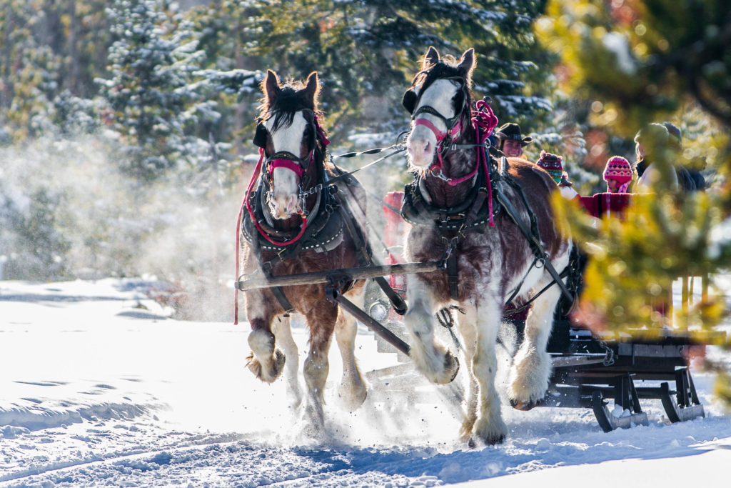 Horse-drawn sliegh rides
