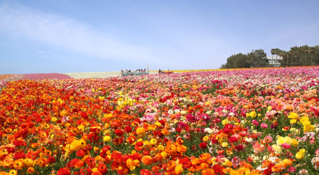 Spring flowers invite you to choose a wellness vacation with your family. Photo by Marcia Gonzalez for Carlsbad Flower Fields. 