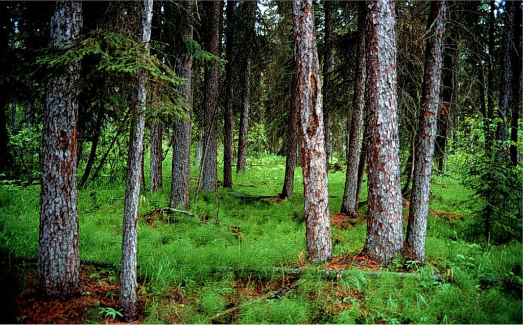 European families love Germany's Black Forest because of its scenic beauty and rich heritage.